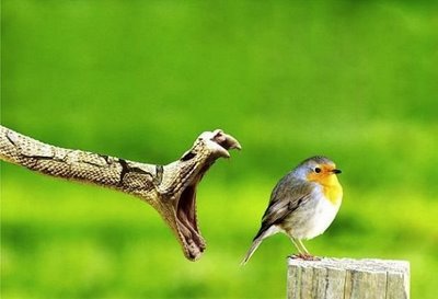 Alguns segundos antes da morte… (5 Fotos)