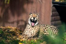 Animais em poses engraçadas…