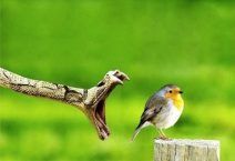 Alguns segundos antes da morte… (5 Fotos)